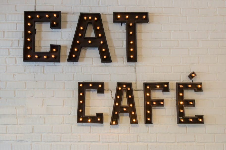 Cat Cafes in Dubai